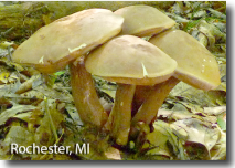 Screen Shot 2015-09-04 at 7.18.40 PM