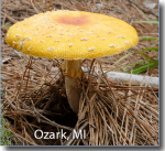 Screen Shot 2015-09-17 at 1.09.15 PM