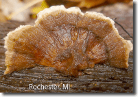 Screen Shot 2015-09-17 at 1.42.04 PM