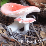 Screen Shot 2015-09-17 at 12.39.24 PM