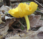 Screen Shot 2015-10-06 at 7.26.38 AM