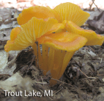 Screen Shot 2015-10-10 at 12.48.12 PM