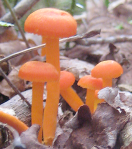 Screen Shot 2015-10-12 at 6.47.03 AM