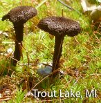 Screen Shot 2015-10-12 at 1.08.28 PM