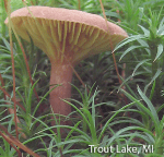 Screen Shot 2015-10-22 at 4.27.09 PM