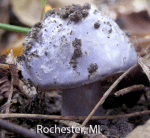 Screen Shot 2015-11-05 at 2.37.38 PM