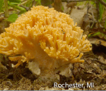 Screen Shot 2015-11-09 at 1.06.31 PM