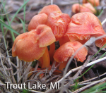 Screen Shot 2015-11-09 at 12.17.48 PM