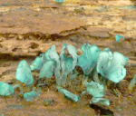 Screen Shot 2015-11-10 at 12.26.05 PM