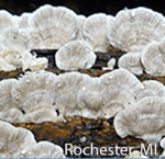 Screen Shot 2015-12-28 at 3.47.57 PM