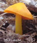 Screen Shot 2015-12-30 at 11.43.47 AM