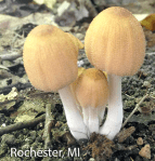 Screen Shot 2016-01-26 at 1.59.48 PM