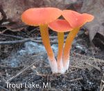 Screen Shot 2016-01-26 at 2.21.41 PM