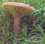 Screen Shot 2016-01-14 at 2.16.30 PM