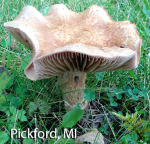 Screen Shot 2016-01-27 at 11.29.37 AM