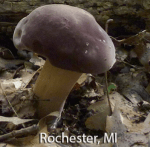 Screen Shot 2016-01-27 at 12.03.58 PM