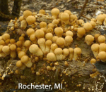 Screen Shot 2016-01-28 at 9.05.33 AM