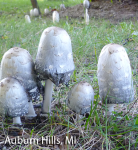 Screen Shot 2016-01-28 at 12.22.50 PM