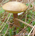 Screen Shot 2016-01-28 at 12.31.23 PM