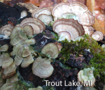 Screen Shot 2016-02-25 at 10.08.24 AM