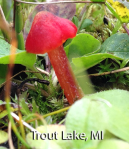 Screen Shot 2016-03-14 at 3.23.03 PM