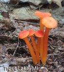 Screen Shot 2016-03-18 at 3.22.17 PM