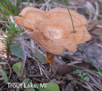 Screen Shot 2016-05-14 at 2.28.17 PM