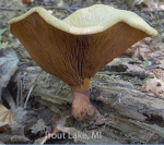 Screen Shot 2016-05-16 at 1.24.38 PM