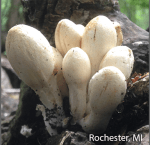 Screen Shot 2016-05-17 at 2.09.40 PM