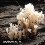 Screen Shot 2016-05-17 at 2.37.45 PM