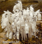 Screen Shot 2016-05-17 at 3.03.06 PM