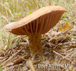 Screen Shot 2016-07-19 at 5.32.48 AM