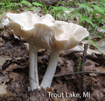 Screen Shot 2016-07-19 at 11.41.02 AM