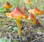 Screen Shot 2016-07-19 at 4.06.41 PM