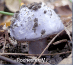 Screen Shot 2016-08-23 at 3.50.46 PM