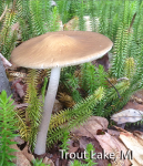 screen-shot-2016-10-14-at-3-49-57-pm