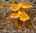 screen-shot-2016-10-14-at-2-37-48-pm