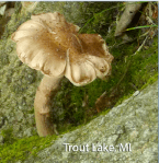 screen-shot-2016-12-15-at-11-55-39-am