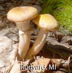 screen-shot-2017-01-28-at-3-27-12-pm