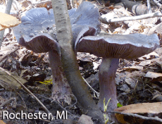 screen-shot-2017-02-03-at-3-12-06-pm