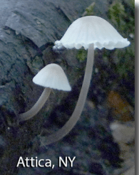 screen-shot-2017-02-18-at-3-42-25-pm