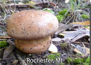 screen-shot-2017-02-18-at-4-20-18-pm