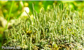 screen-shot-2017-02-18-at-4-49-14-pm