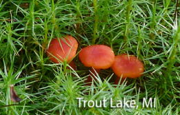 screen-shot-2017-02-20-at-3-46-01-pm