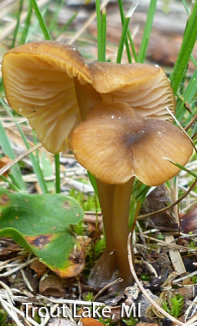 screen-shot-2017-02-20-at-3-55-05-pm