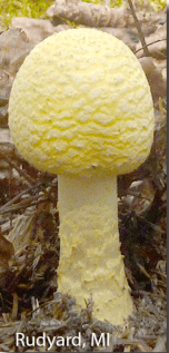 screen-shot-2017-02-21-at-1-54-24-pm