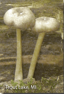 screen-shot-2017-02-21-at-2-04-03-pm