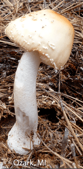 screen-shot-2017-02-21-at-2-21-14-pm