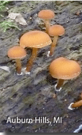 screen-shot-2017-02-21-at-2-26-03-pm