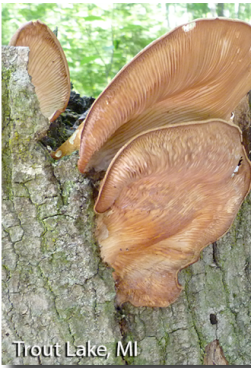 screen-shot-2017-02-21-at-2-32-16-pm